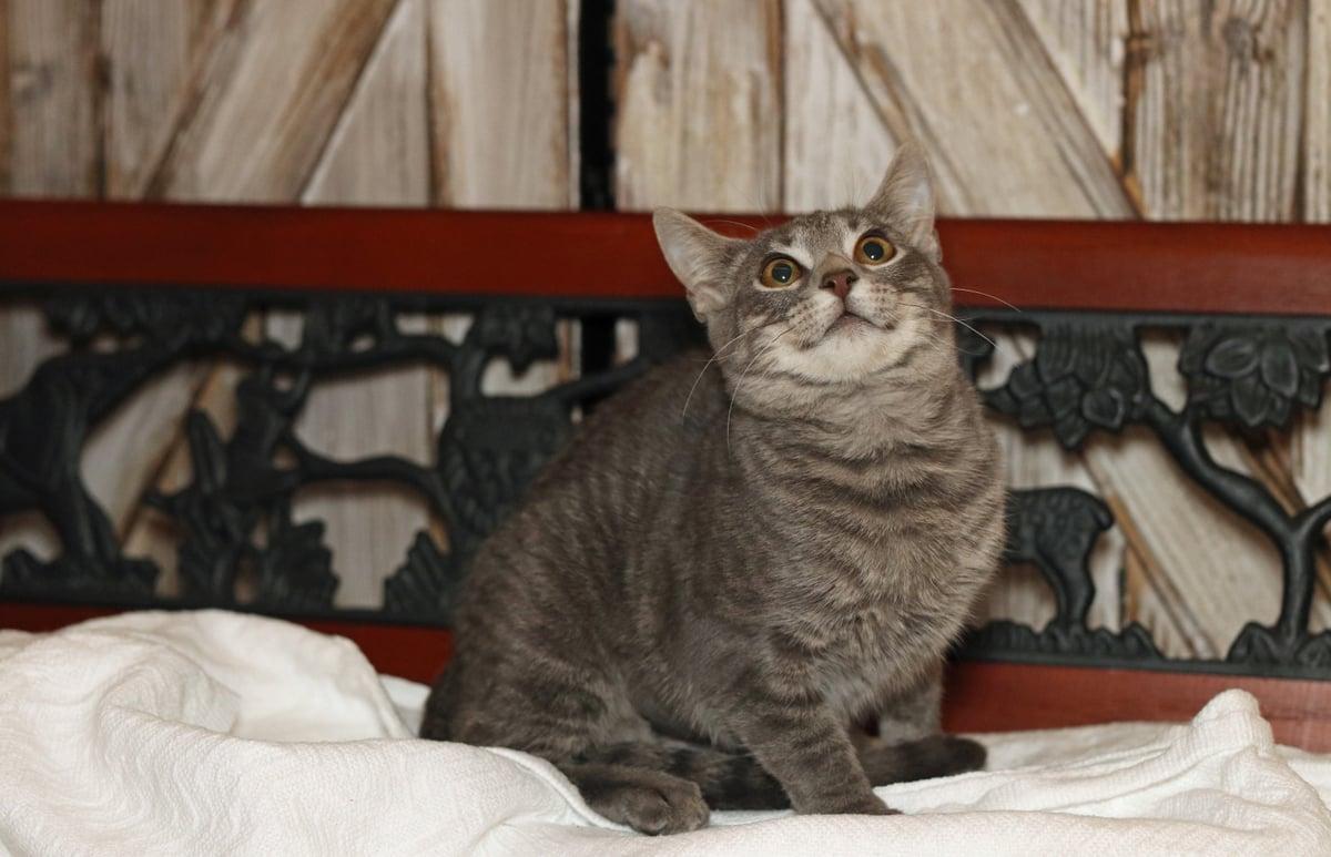 Pepper, a Adoptable mixed breed in Houston, TX image 2/6