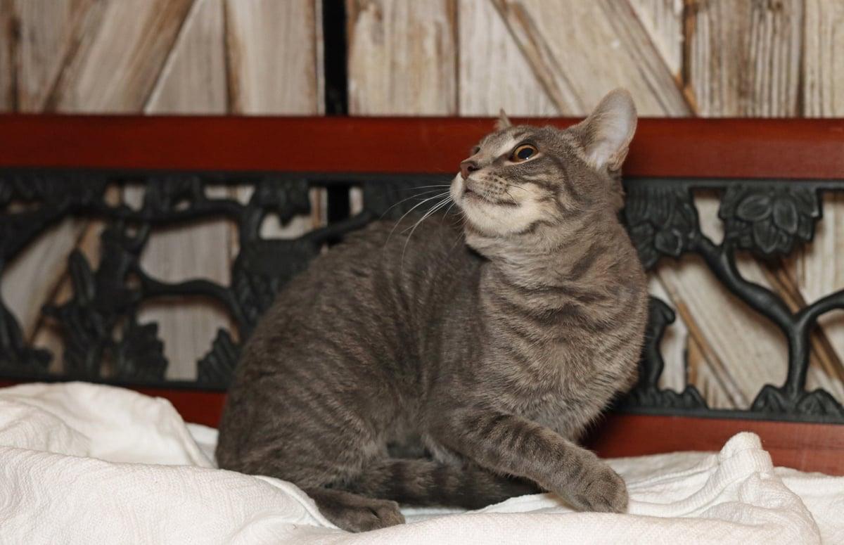 Pepper, a Adoptable mixed breed in Houston, TX image 6/6