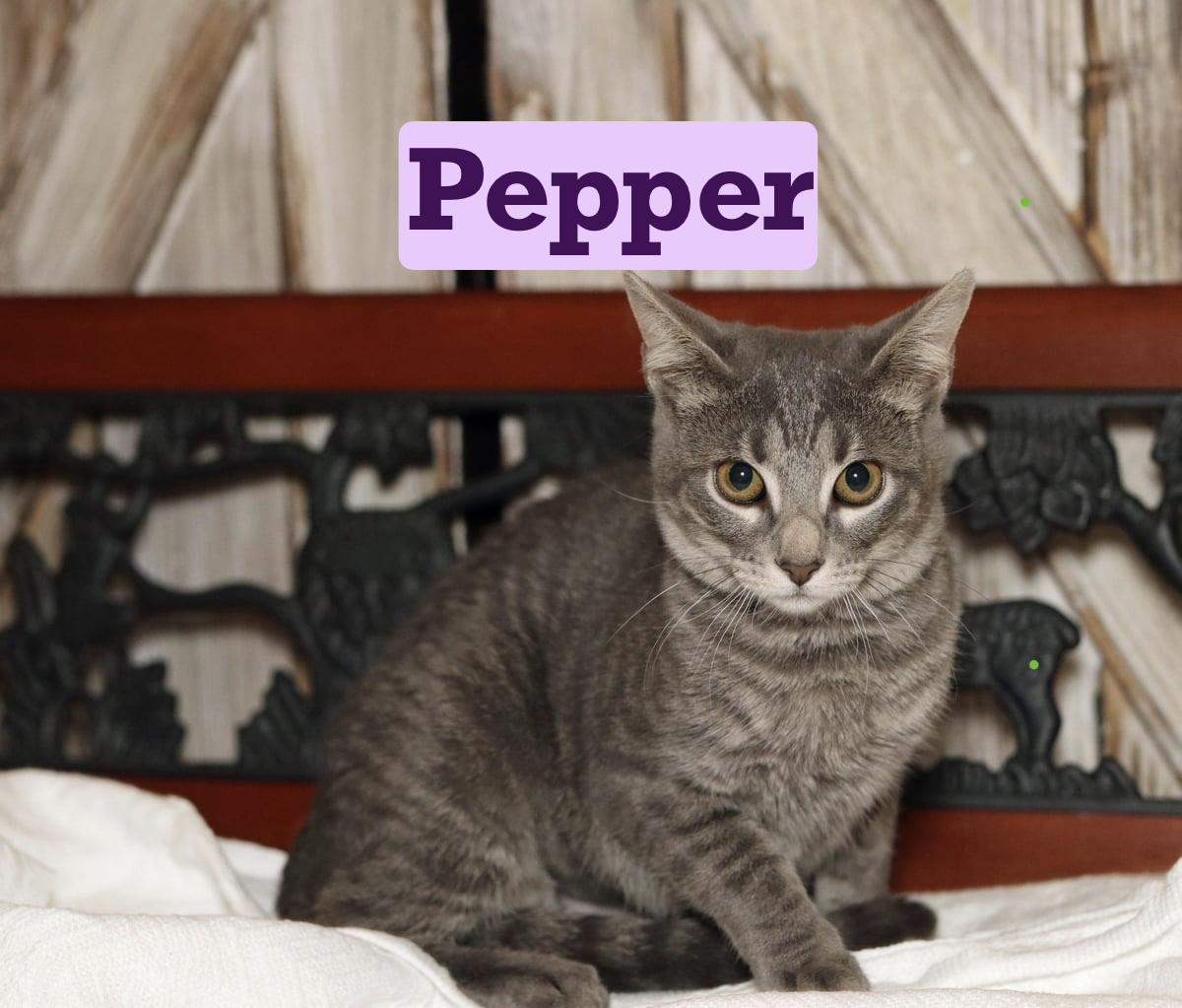 Pepper, Adoptable, Kitten Female Tabby & Russian Blue.
