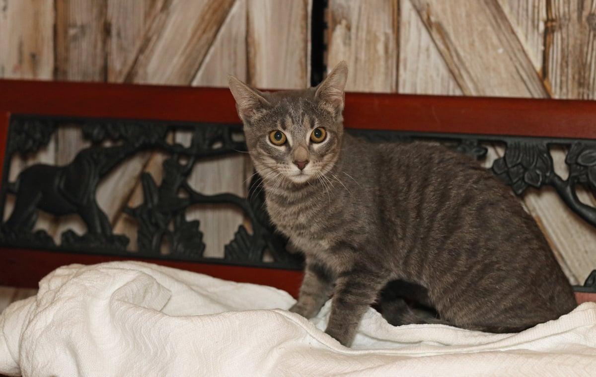 Pepper, a Adoptable mixed breed in Houston, TX image 3/6