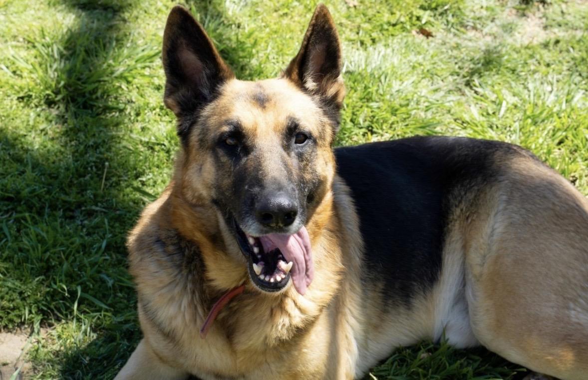 Clyde, Adoptable, Adult Male German Shepherd Dog.
