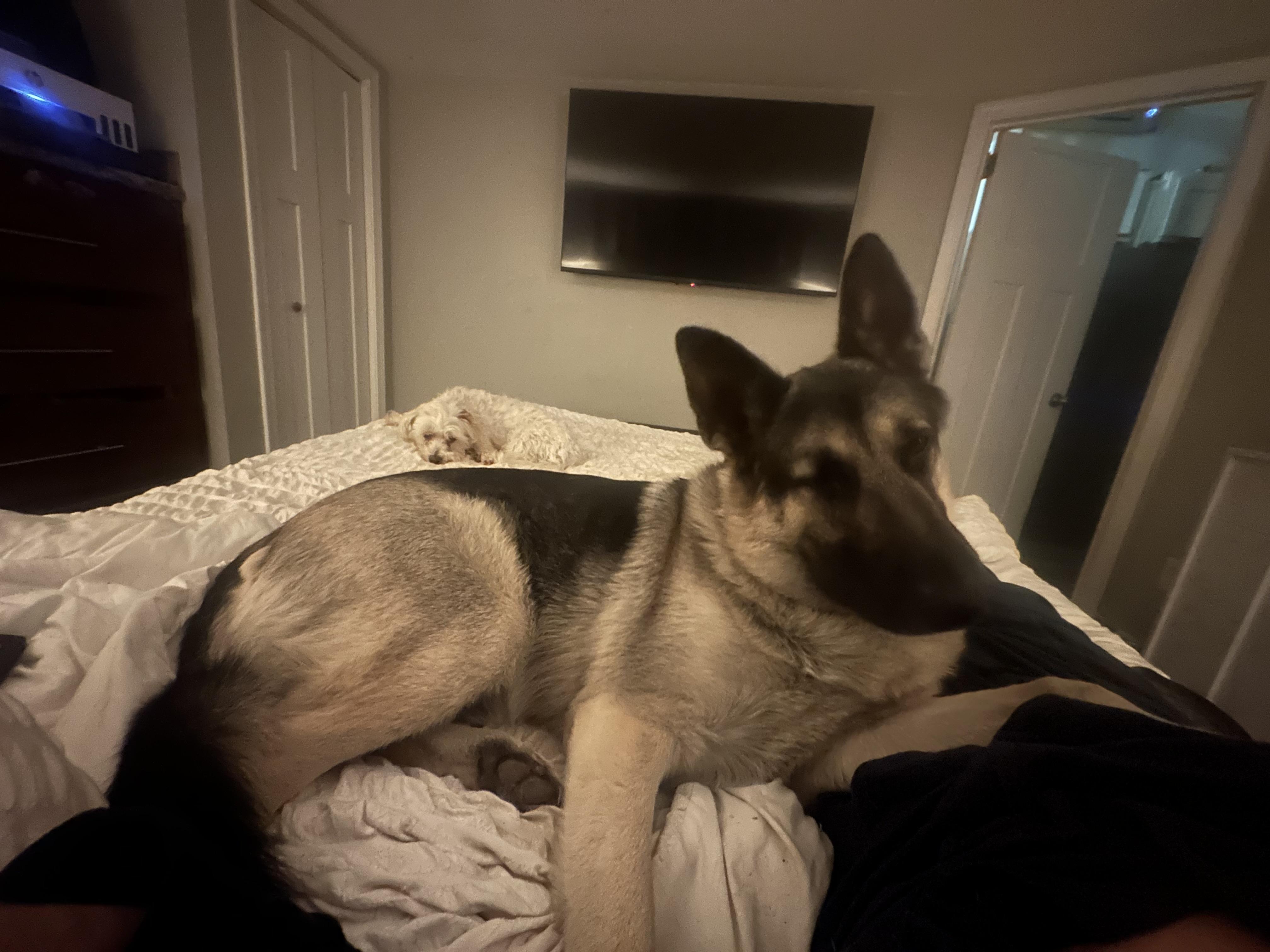 Enlarge Clyde, a Adoptable German Shepherd Dog in Pilot Point, TX image 2/5