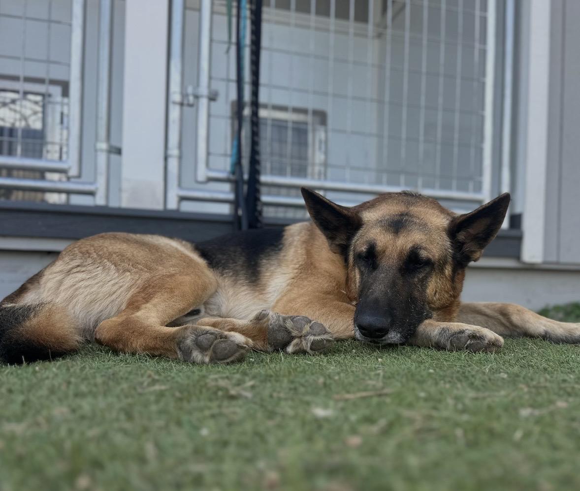 Enlarge Clyde, a Adoptable German Shepherd Dog in Pilot Point, TX image 4/5
