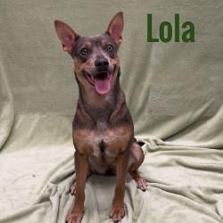 Enlarge Lola, a ADOPTABLE mixed breed in Pleasantville, NJ image 1/1