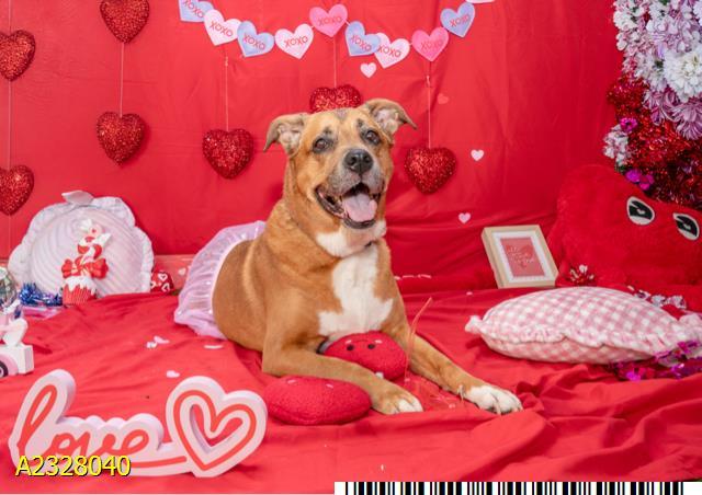 Enlarge LORETTA, a Adoptable mixed breed in West Palm Beach, FL image 1/1