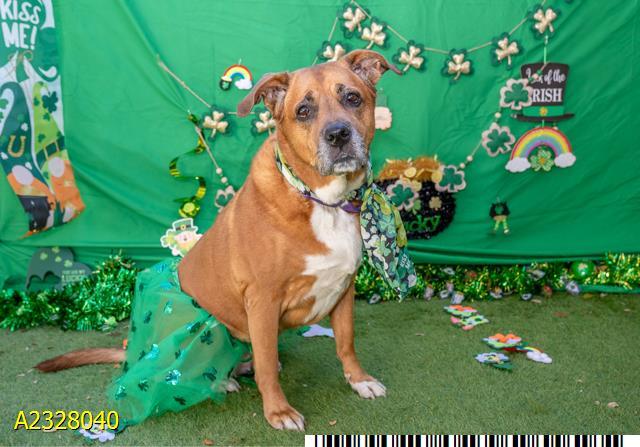 LORETTA, Adoptable, Adult Female Mixed Breed & Mixed Breed.