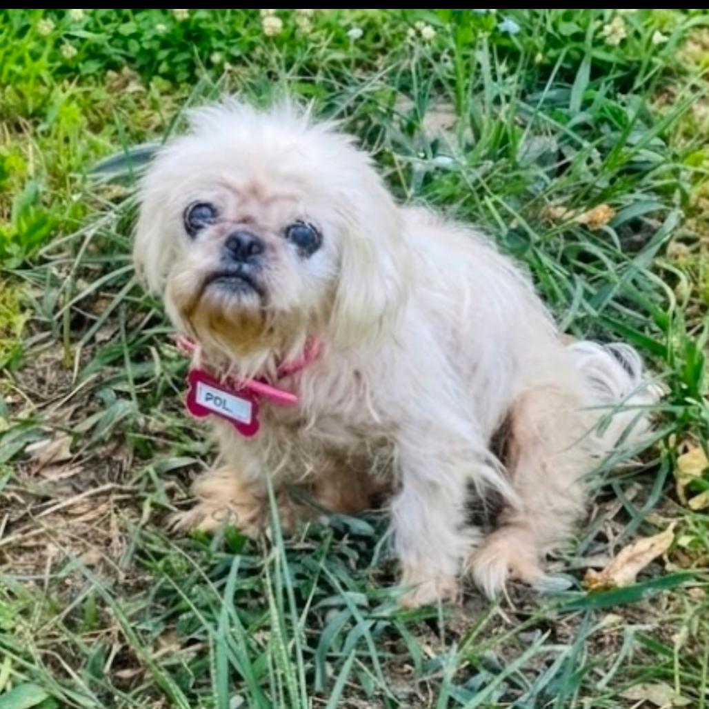 Polly, Adoptable, Adult Female Shih Tzu & Mixed Breed.