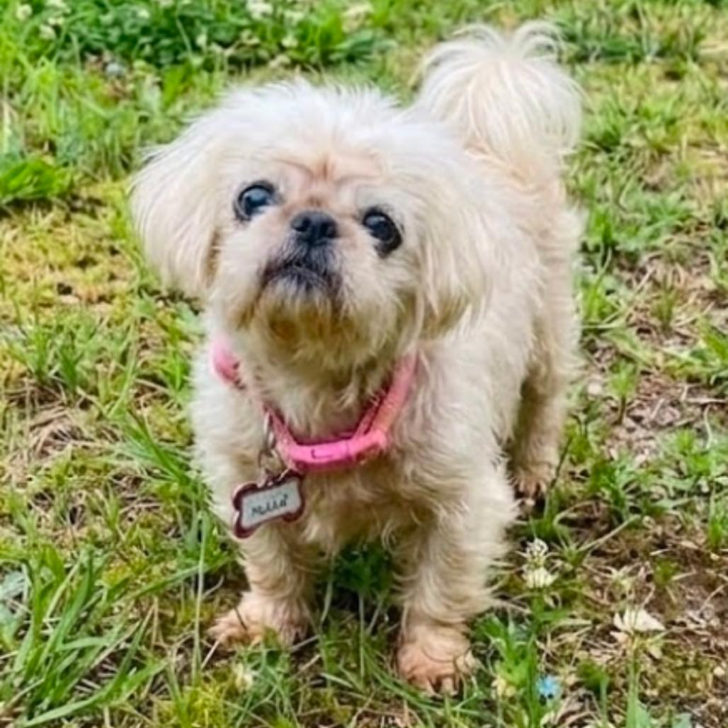Enlarge Polly, a Adoptable mixed breed in Wake Forest, NC image 2/3