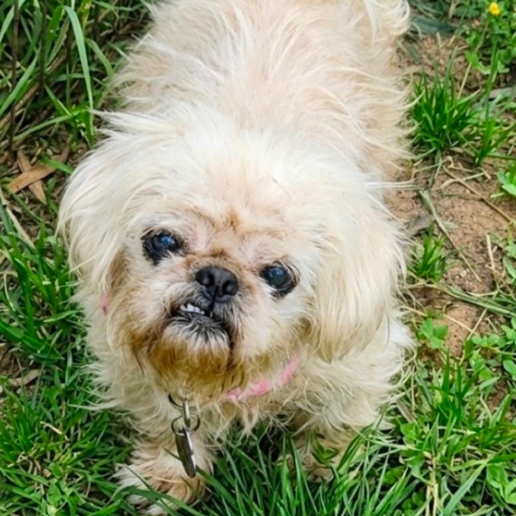 Enlarge Polly, a Adoptable mixed breed in Wake Forest, NC image 3/3