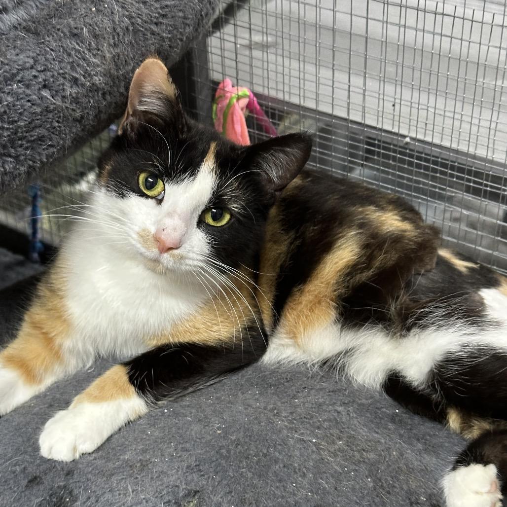 Snickers, Adoptable, Young Female Domestic Short Hair.