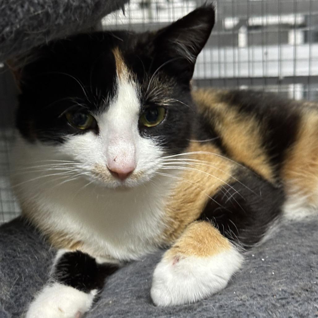 Enlarge Snickers, a Adoptable Domestic Short Hair in Nokesville, VA image 2/5