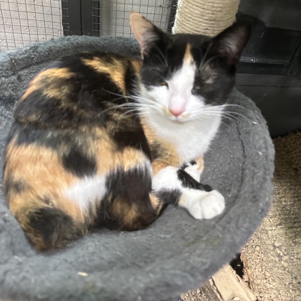 Enlarge Snickers, a Adoptable Domestic Short Hair in Nokesville, VA image 4/5