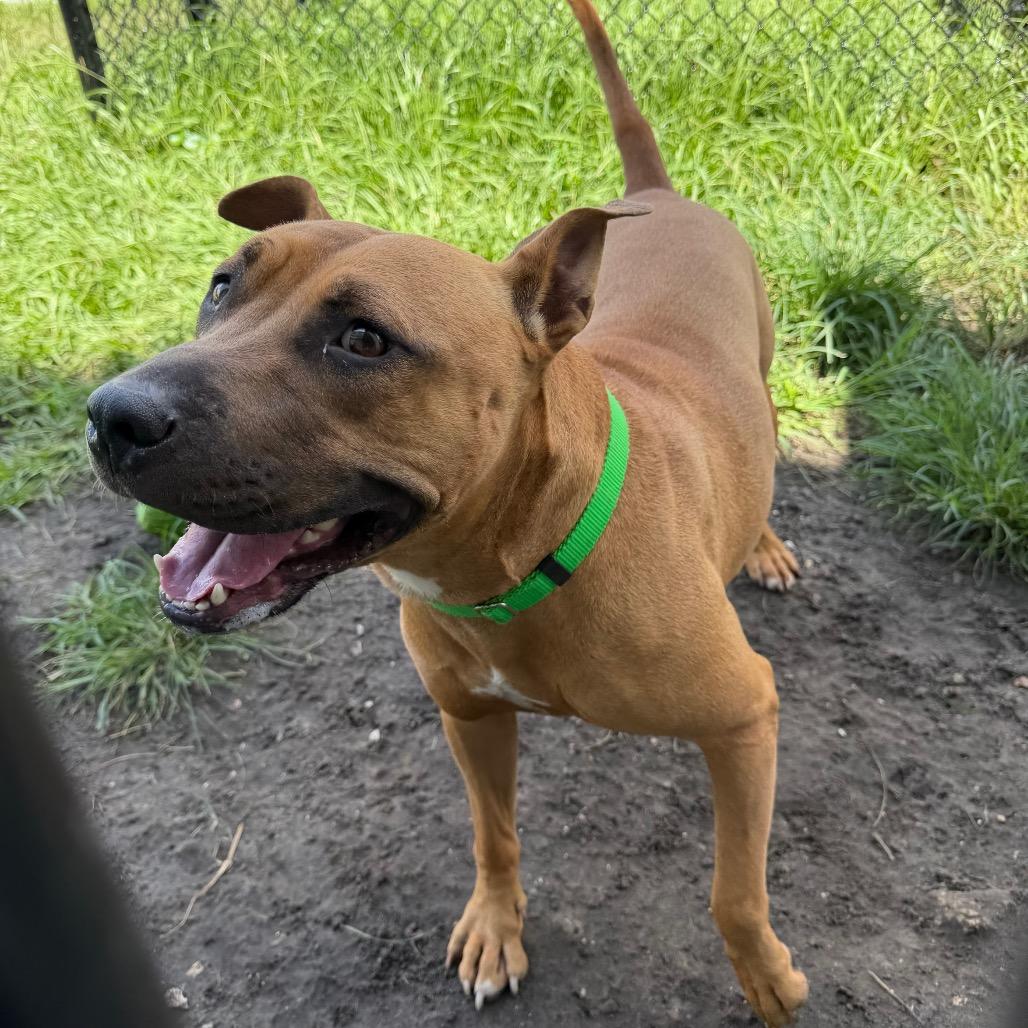 Harley, a Adoptable mixed breed in Clearwater, FL image 1/6
