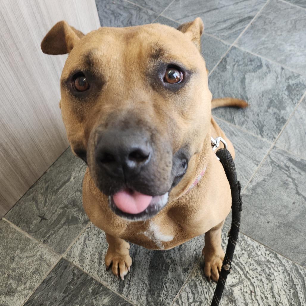 Harley, a Adoptable mixed breed in Clearwater, FL image 2/6
