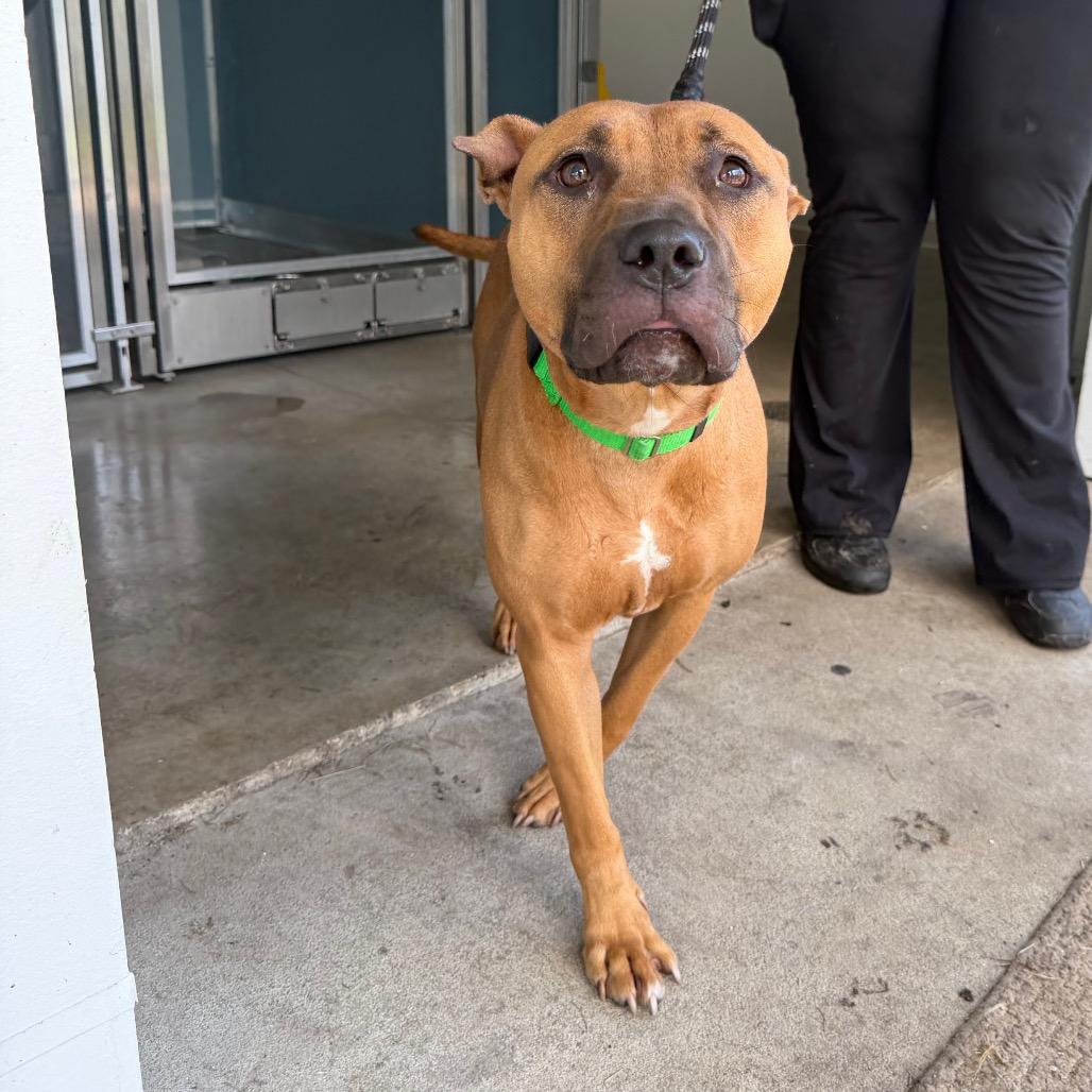 Harley, a Adoptable mixed breed in Clearwater, FL image 3/6
