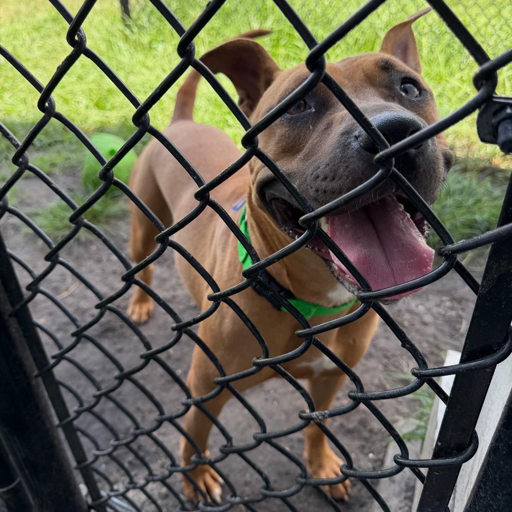 Harley, a Adoptable mixed breed in Clearwater, FL image 4/6