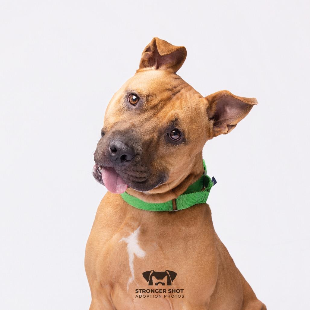 Harley, a Adoptable mixed breed in Clearwater, FL image 5/6
