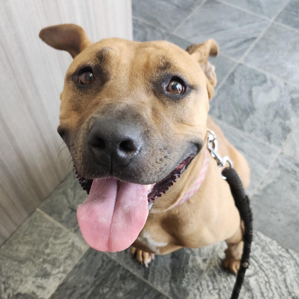 Harley, a Adoptable mixed breed in Clearwater, FL image 6/6