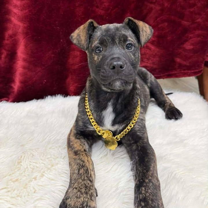 Talon, ADOPTABLE, Young Male Terrier.