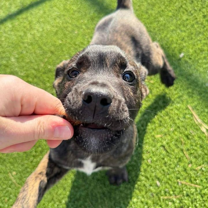 Enlarge Talon, a ADOPTABLE Terrier in Wilmington, NC image 5/5