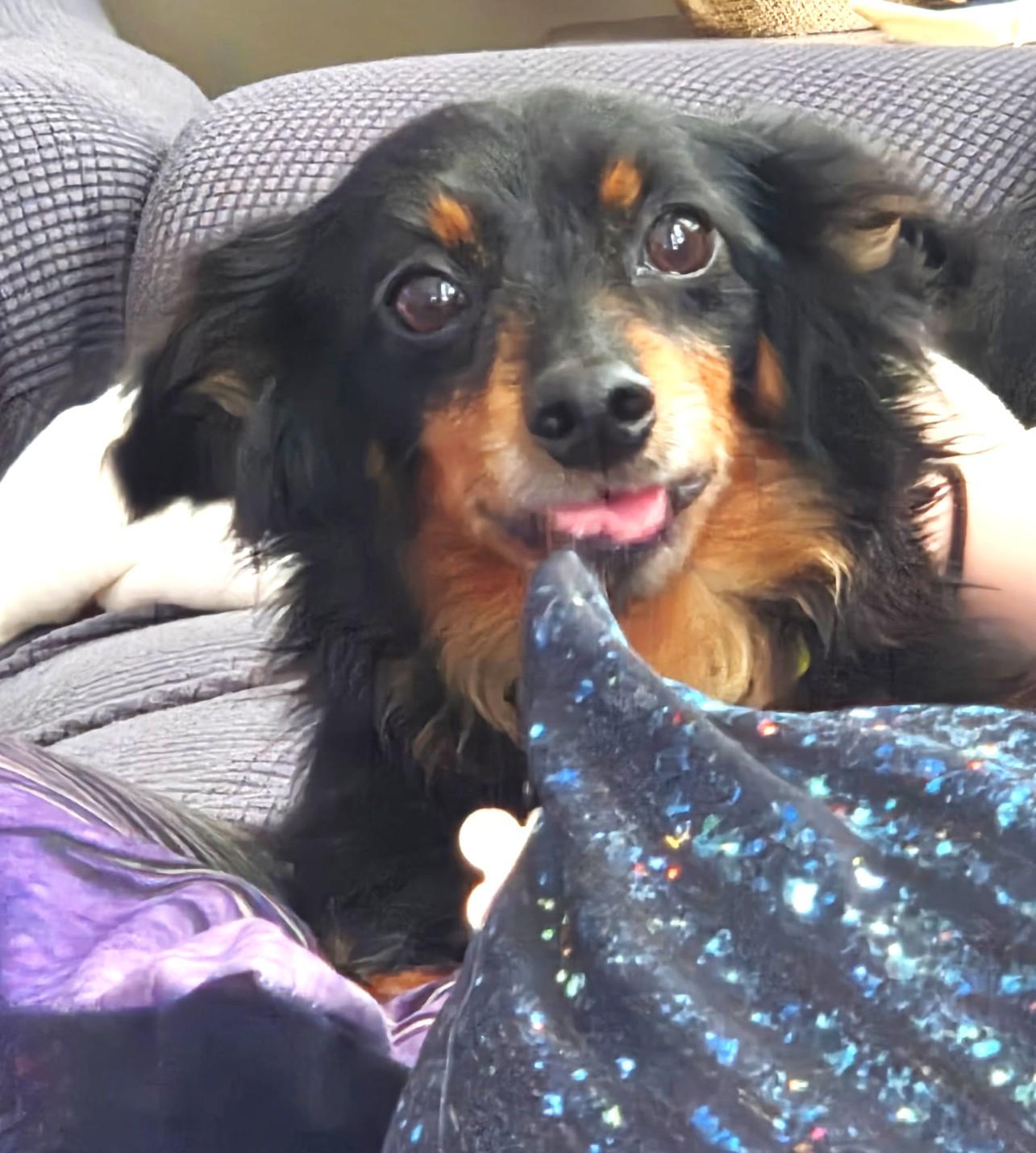 Abby Love, an adoptable mixed breed in Palatine, IL image 2/5