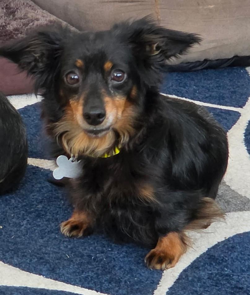 Abby Love, adoptable, Adult Female Dachshund (Long Haired) & Mixed Breed.