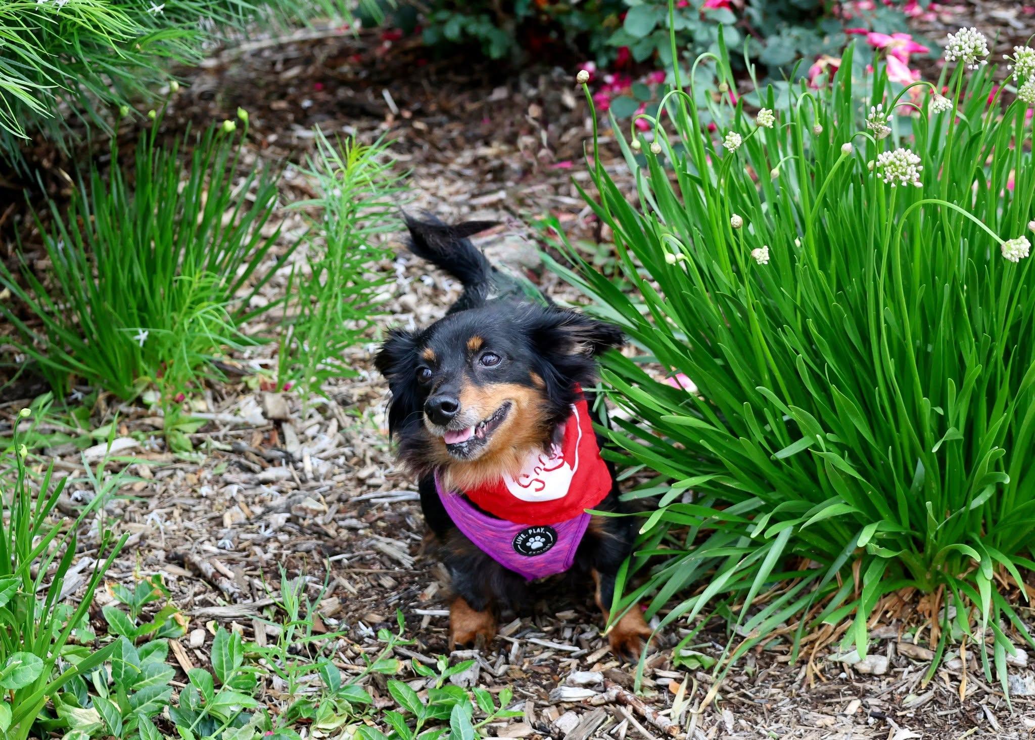 Abby Love, an adoptable mixed breed in Palatine, IL image 4/5