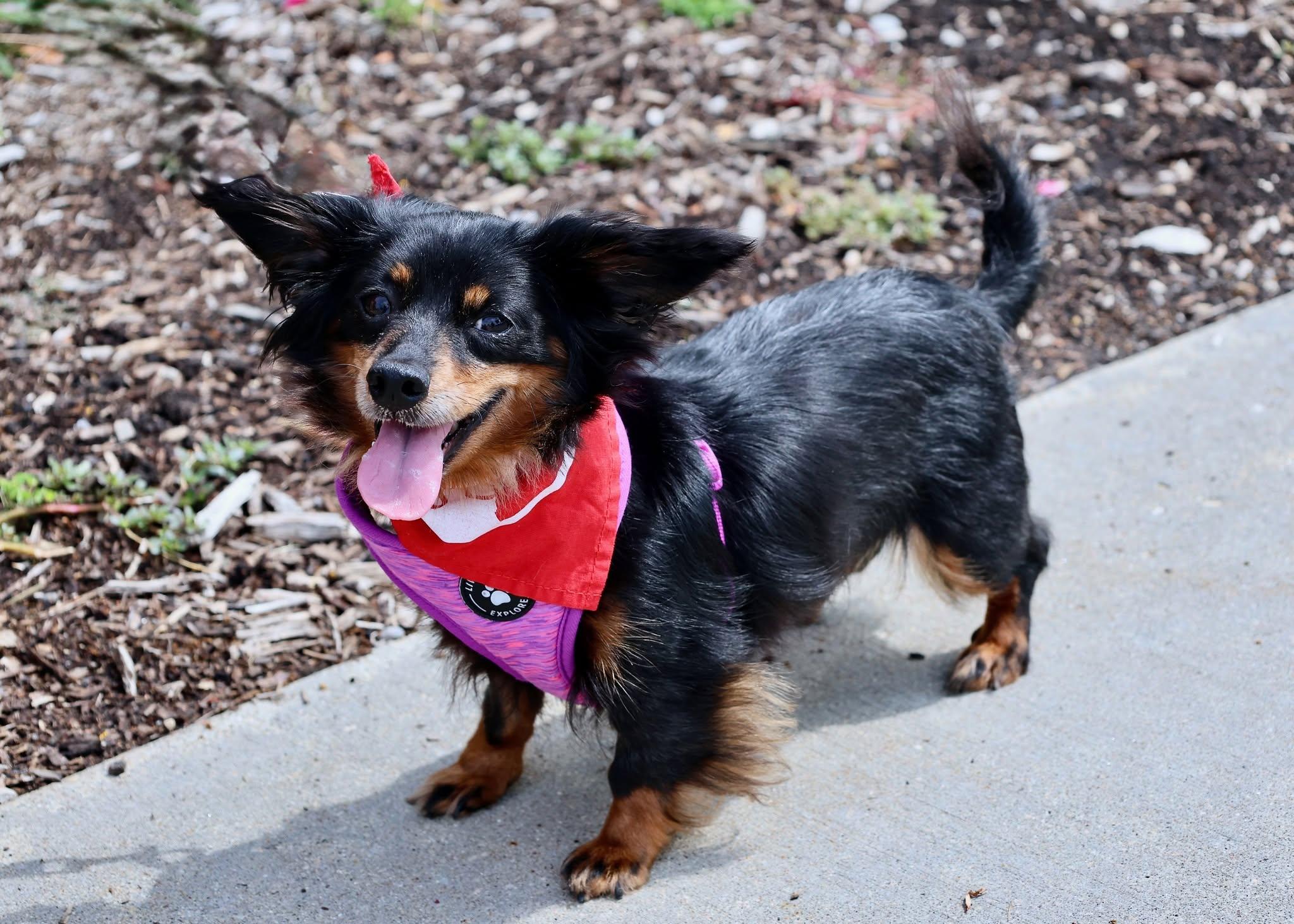 Abby Love, an adoptable mixed breed in Palatine, IL image 3/5