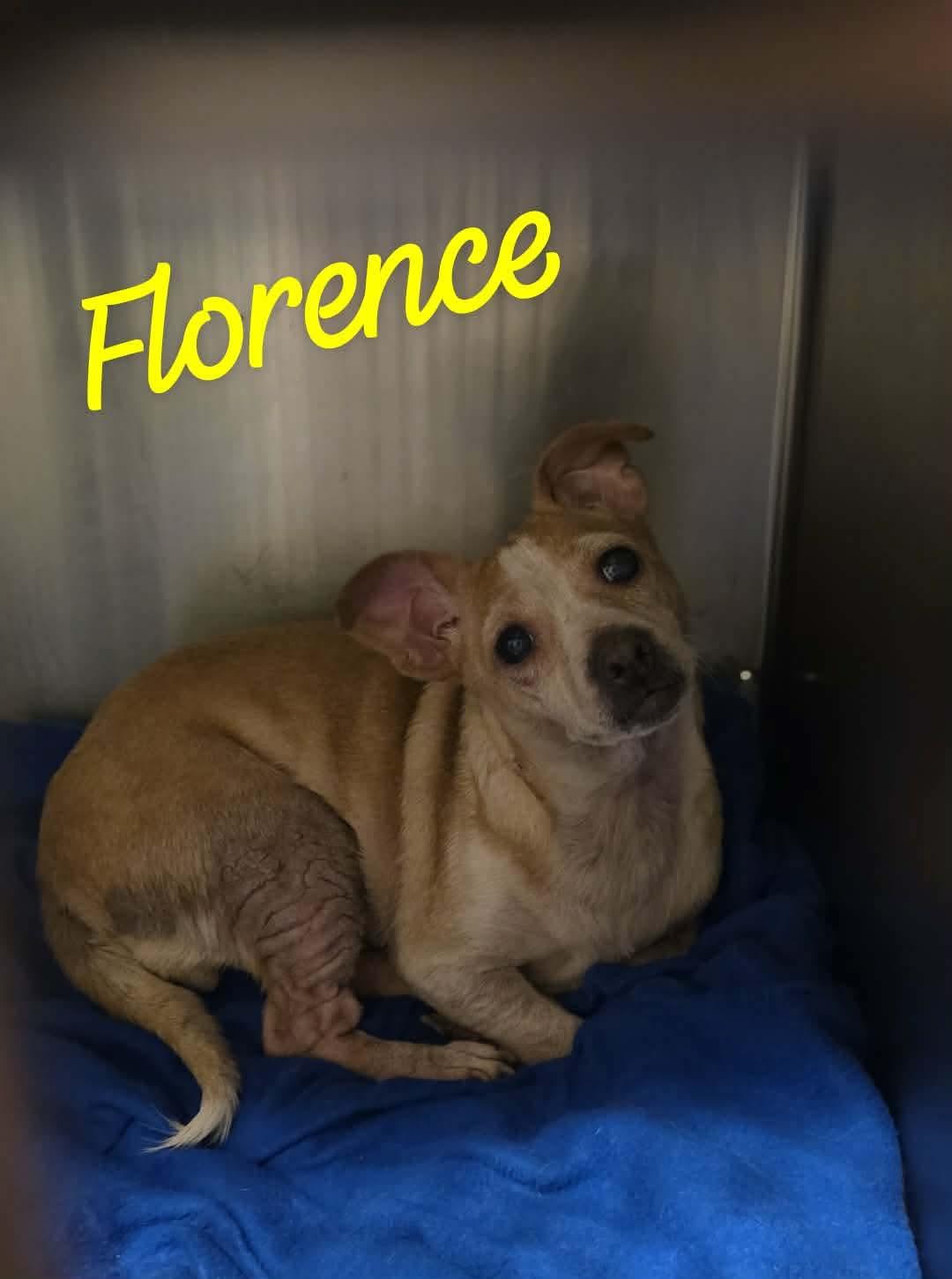 Florence, Adoptable, Adult Female Chihuahua.
