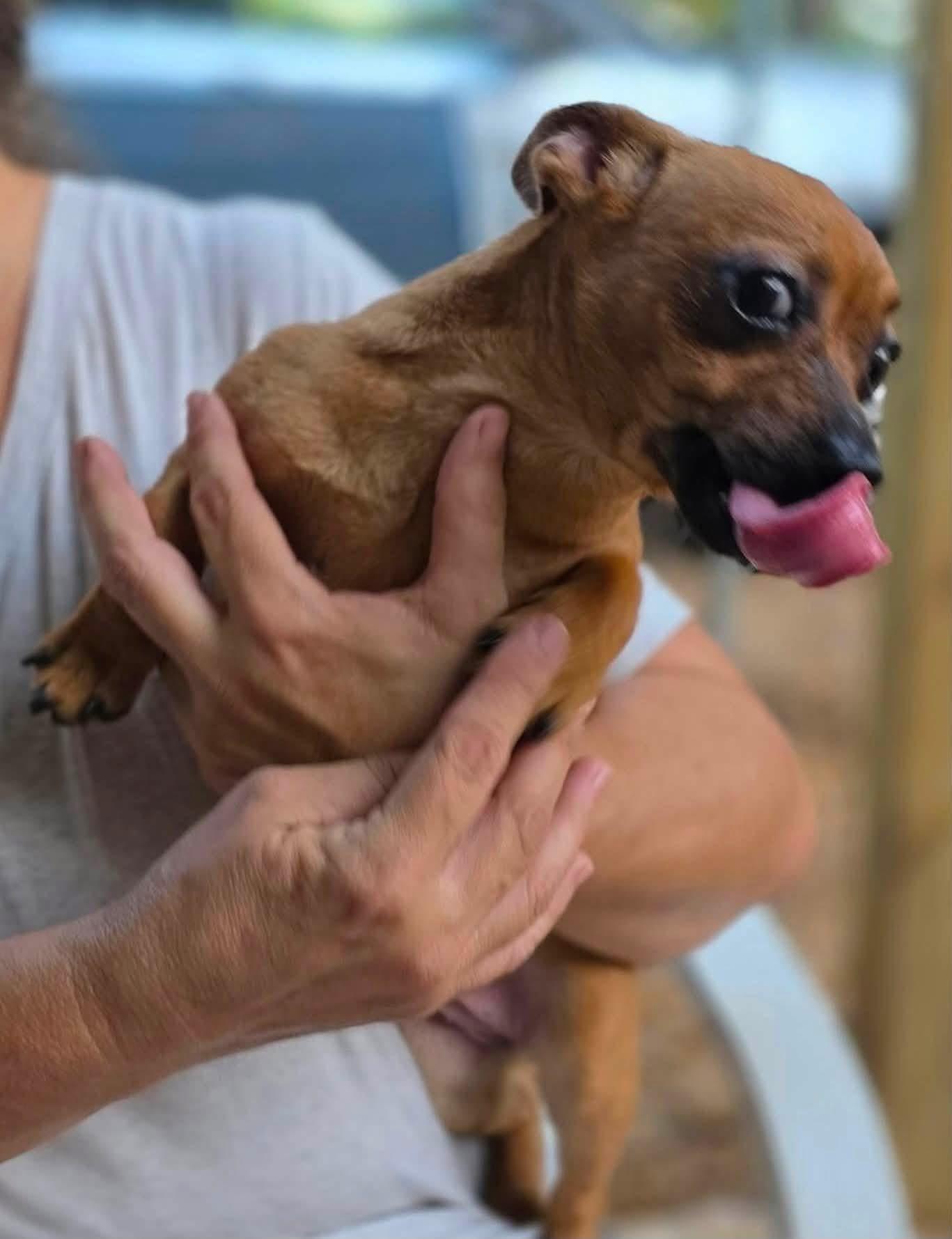 Enlarge Flora, a Adoptable Chihuahua in Manalapan, NJ image 2/4