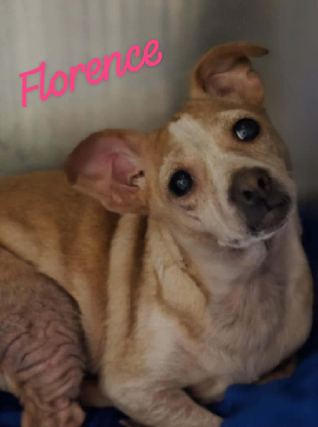 Enlarge Florence, a Adoptable Chihuahua in Manalapan, NJ image 2/2
