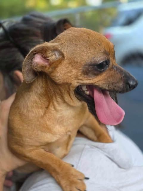 Enlarge Flora, a Adoptable Chihuahua in Manalapan, NJ image 3/4