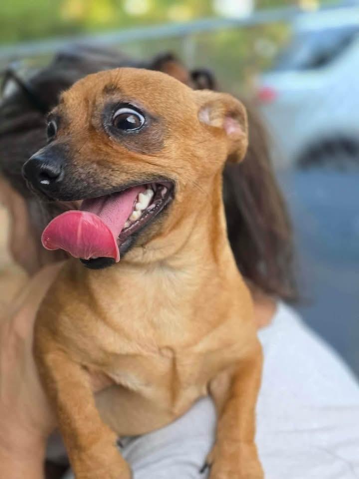 Flora, Adoptable, Puppy Female Chihuahua.
