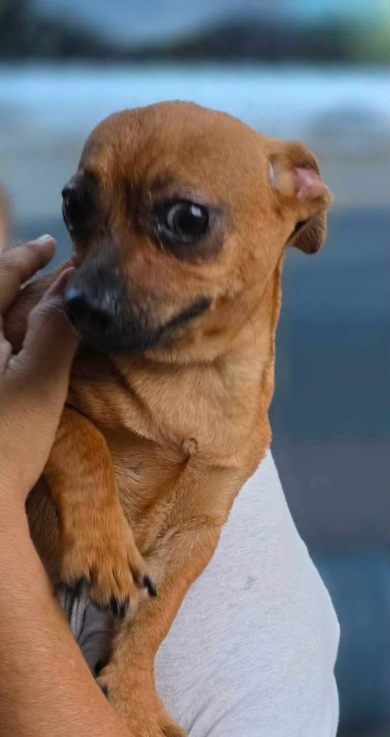 Enlarge Flora, a Adoptable Chihuahua in Manalapan, NJ image 4/4