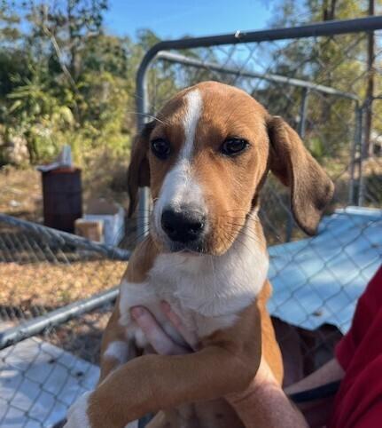 Pup Angel thumbnail 3