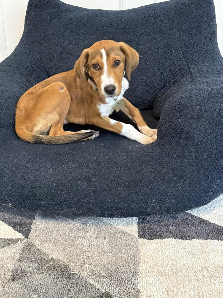 Pup Angel thumbnail 4