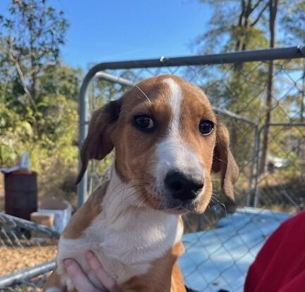 Pup Angel thumbnail 6