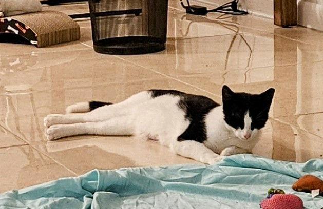 Tip, Adoptable, Young Male Domestic Short Hair.