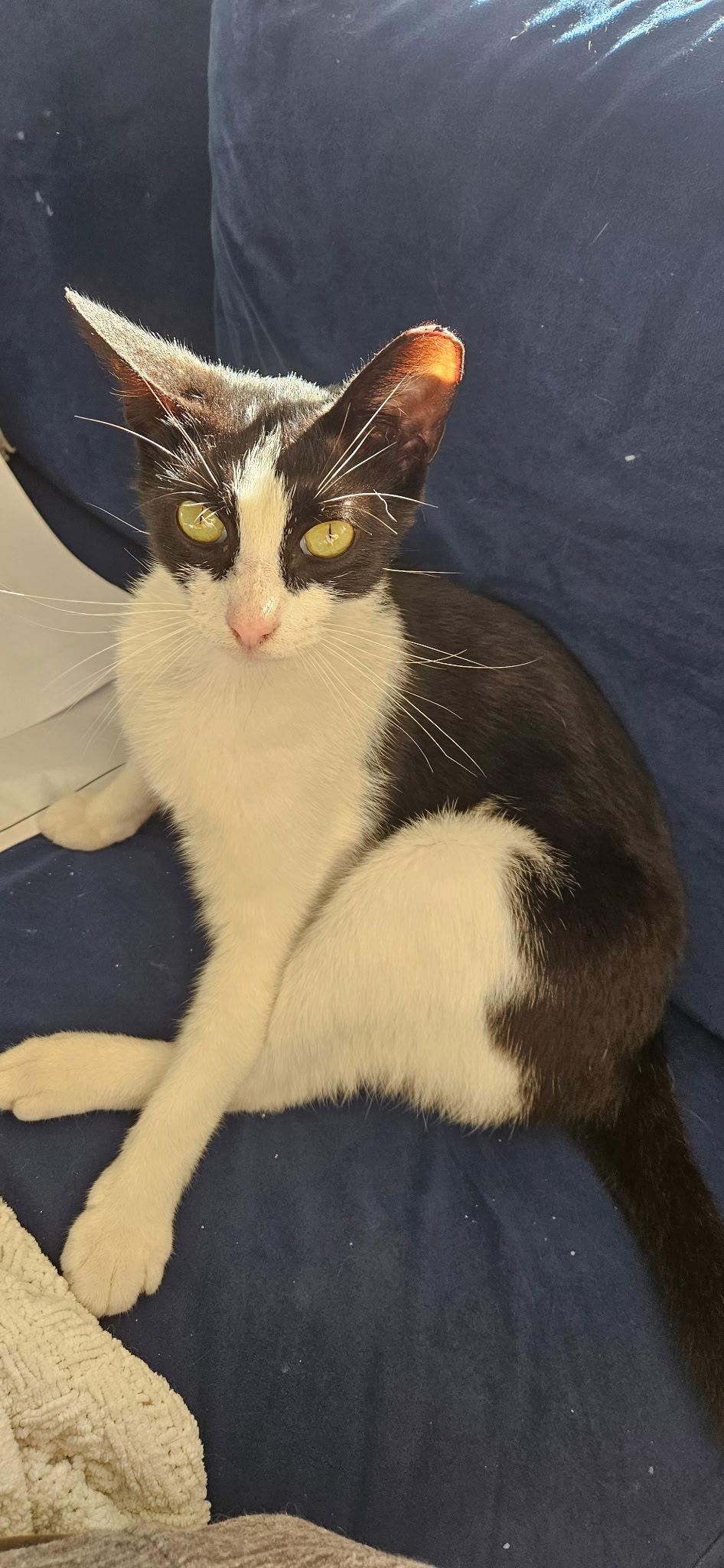 Enlarge Tip, a Adoptable Domestic Short Hair in Naples, FL image 2/3