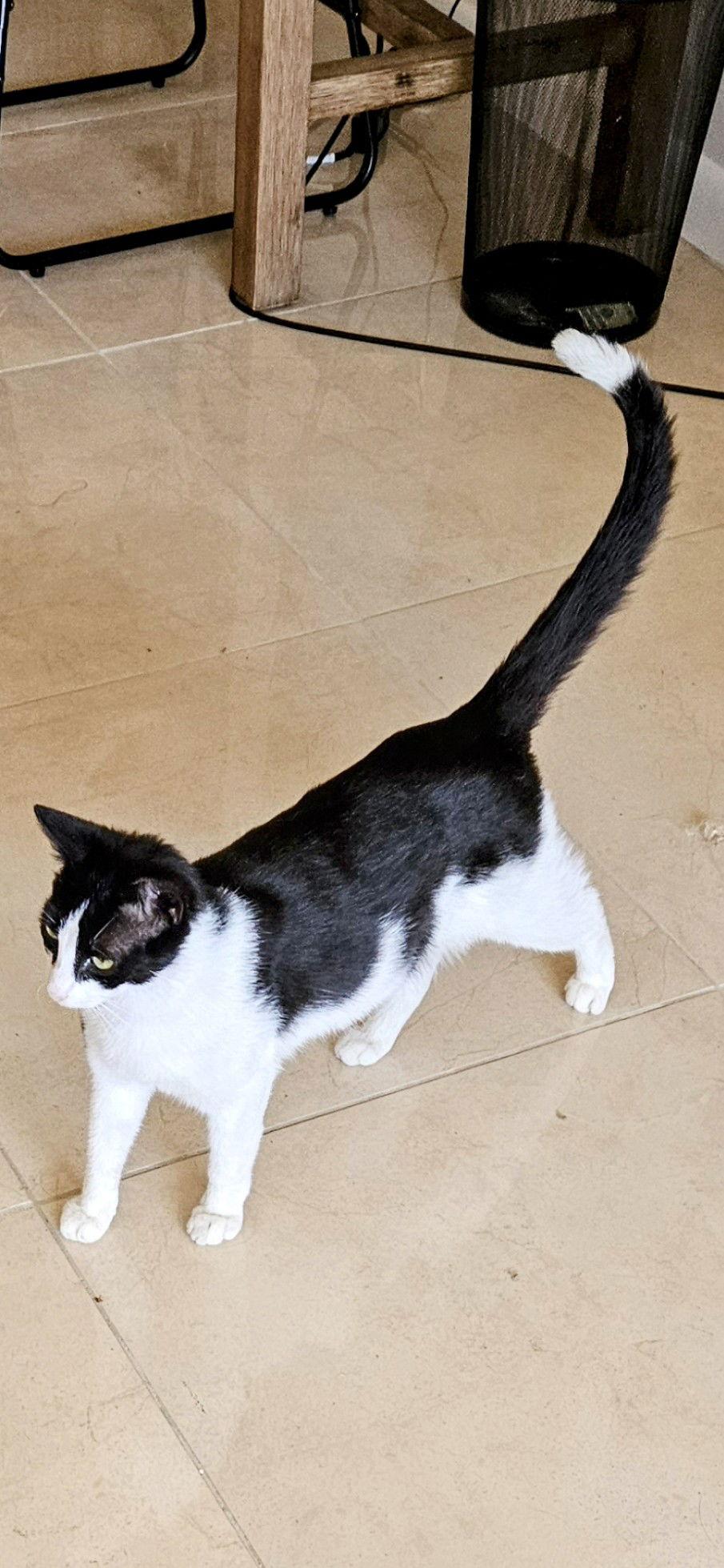 Enlarge Tip, a Adoptable Domestic Short Hair in Naples, FL image 3/3