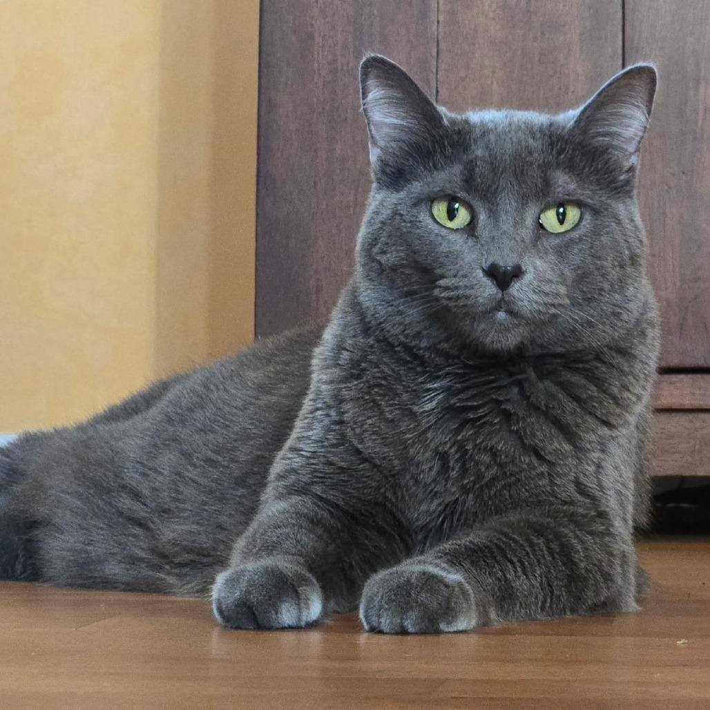 Snickers (c2025), a Adoptable Domestic Short Hair in Skokie, IL image 1/6