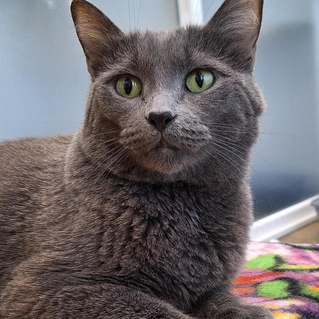 Snickers (c2025), a Adoptable Domestic Short Hair in Skokie, IL image 2/6