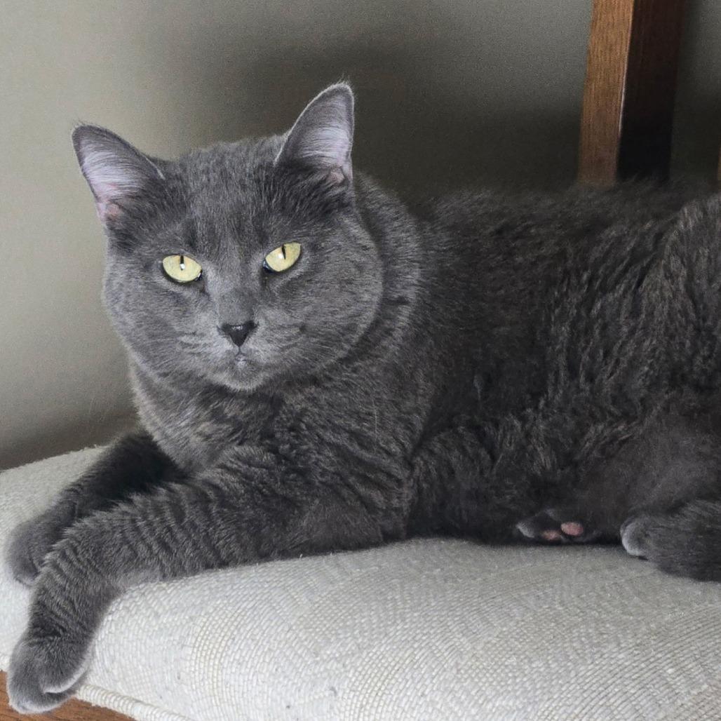 Snickers (c2025), a Adoptable Domestic Short Hair in Skokie, IL image 4/6