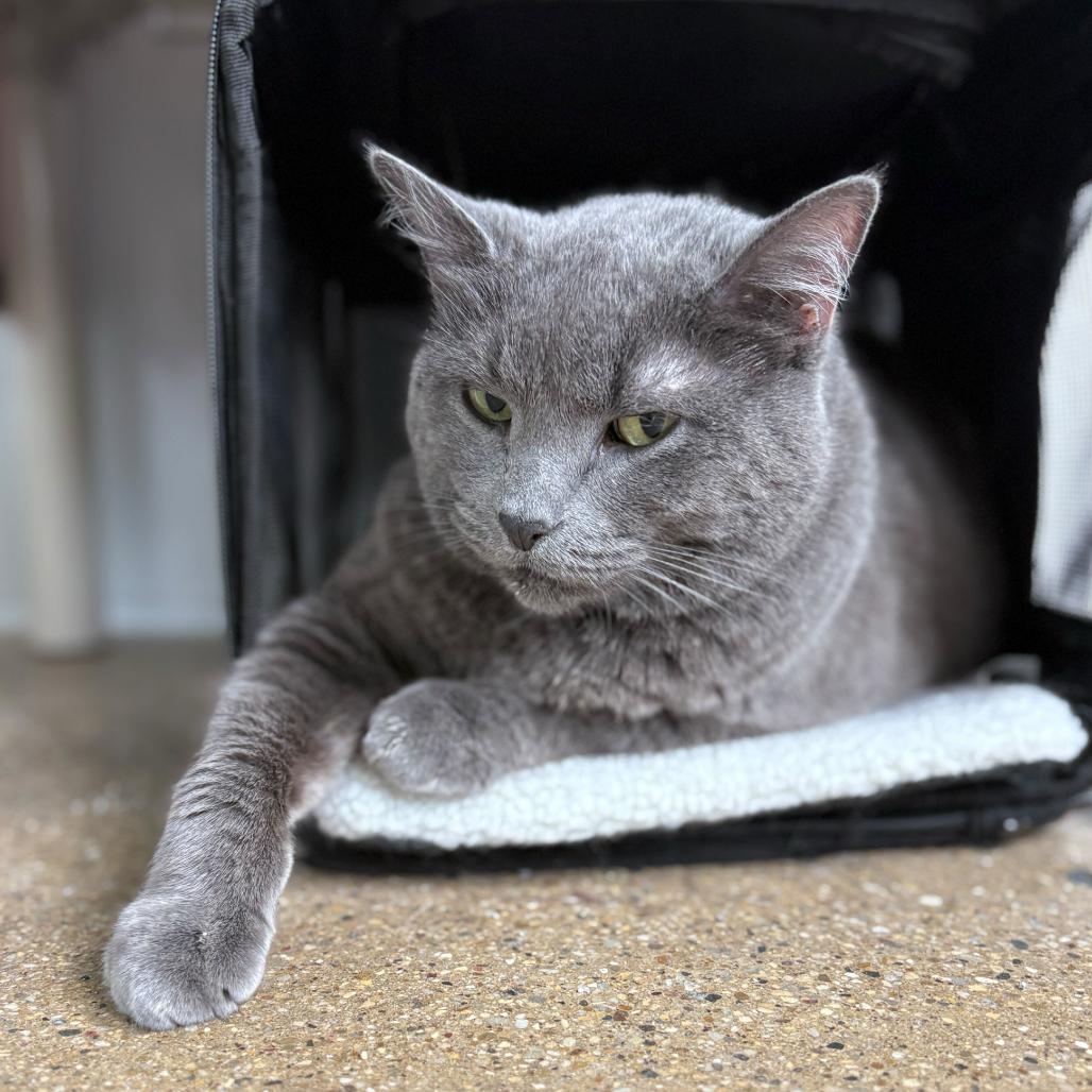 Snickers (c2025), a Adoptable Domestic Short Hair in Skokie, IL image 5/6