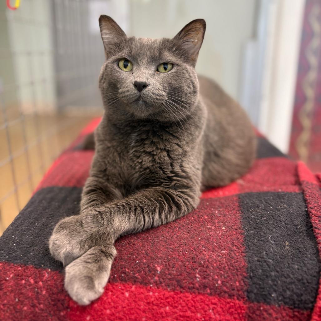 Snickers (c2025), a Adoptable Domestic Short Hair in Skokie, IL image 6/6