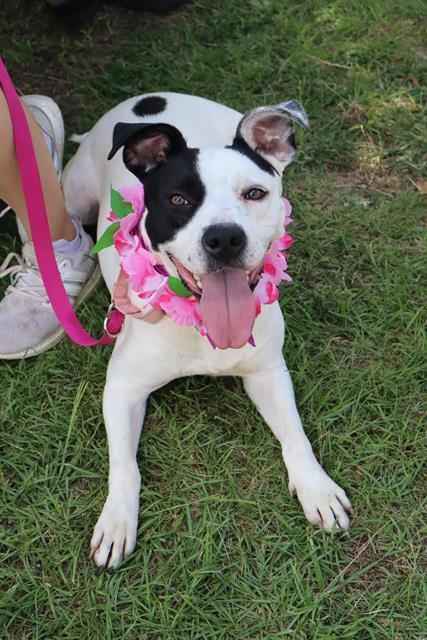 DEW DROP, Adoptable, Adult Female Mixed Breed.