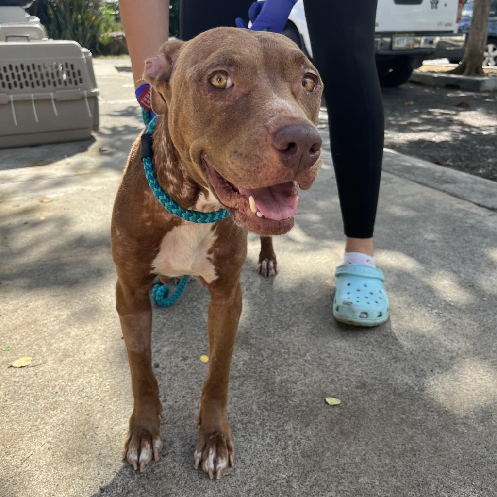 Mabel, Adoptable, Senior Female American Staffordshire Terrier.