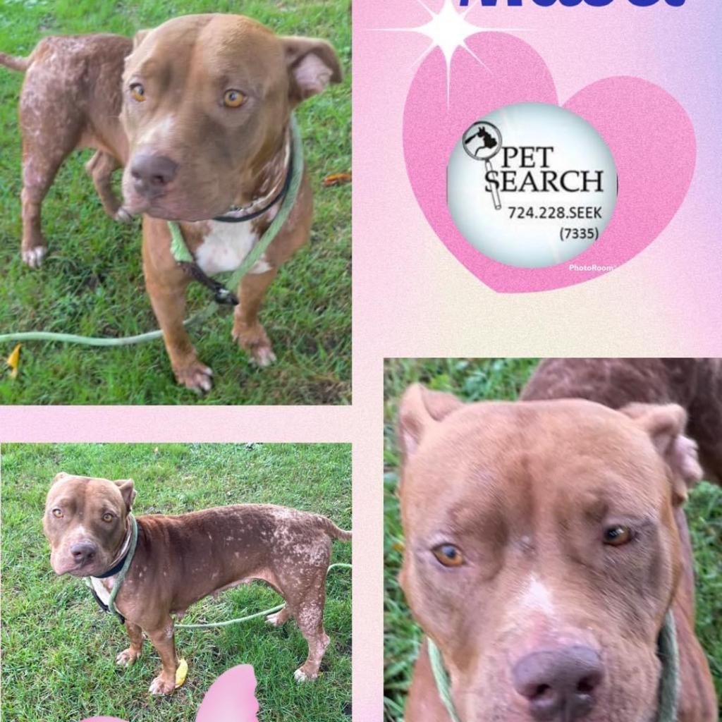 Enlarge Mabel, a Adoptable American Staffordshire Terrier in Washington, PA image 2/3