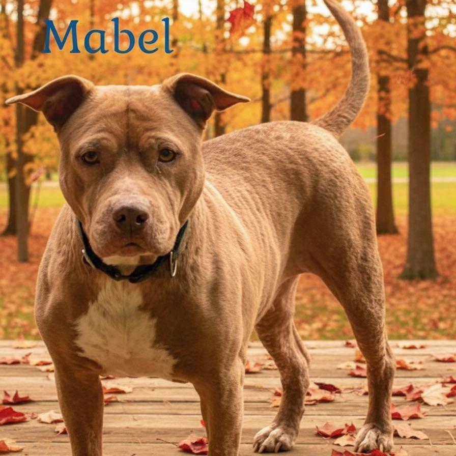 Enlarge Mabel, a Adoptable American Staffordshire Terrier in Washington, PA image 3/4