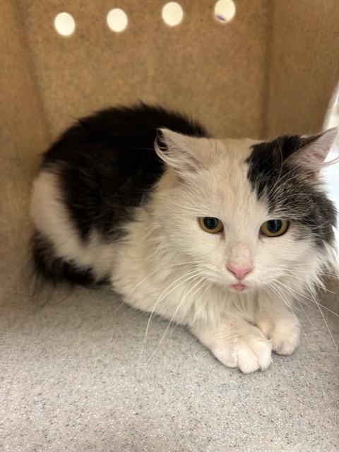 MATILDA, Adoptable, Young Female Domestic Long Hair.